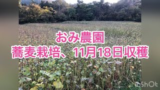 【野菜栽培】#12 おみ農園、蕎麦の収穫