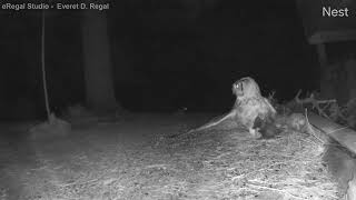 Great Horned Owl taking skunk