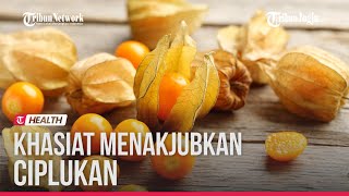 BERBAGAI KHASIAT BUAH CIPLUKAN YANG MUNGKIN TAK ANDA SADARI