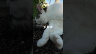 博多弁で技ば叫ばせたら、猫が可愛いすぎたとよw… #猫 #癒し