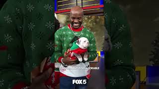 Ugly Christmas Sweaters and the adorable puppy Juggernaut