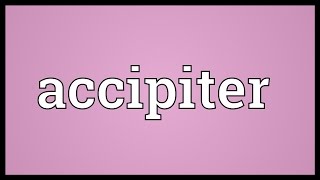 Accipiter Meaning