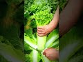 fresh mustard greens harvest in the garden shorts