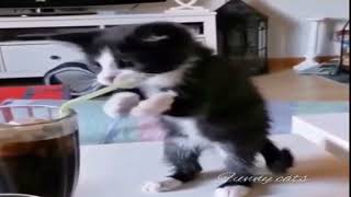 Cat Having Fun | Funny Cat 😝😆 | Funny Animals