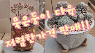 묵은둥이 다육 저렴한가격에 판매합니다[판매완료]