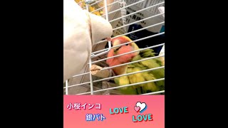 小桜インコ と銀バト！LOVE♥︎LOVE