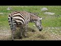 zebra relaxation music stress relief music sleep music meditation music study soothing 4k