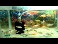 taha aquarium and birds shop in ulsoor bazaar street banagalore