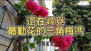 還在尋覓最勤花的三角梅嗎？它就是最勤花的！#花园 #花園