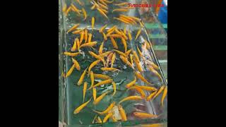 Bunch of yellow fishes 🐠 #fish #fishes #nature #outdoor #fishing #youtube #shorts #viral