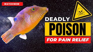 Deadly #Neurotoxin as a #Pain Killer? How #Tetrodotoxin Can Help Conquer Pain