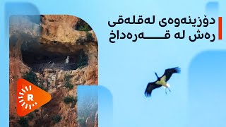 بۆ یەکەمجار هێلانەی لەقلەقی رەش لە کوردستان دەبیندرێت