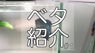 【ベタ】うちのベタを紹介します #1【ジャイアントプラカット】