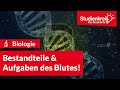 Bestandteile & Aufgaben des Blutes! | Biologie verstehen mit dem Studienkreis