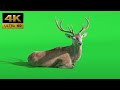 022 - Green Screen | Chroma Key | Animal 4K | Deer