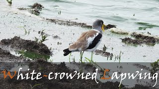 White-crowned Lapwing (Vanellus albiceps) Bird Call Video | Plover Calls | Stories Of The Kruger