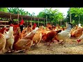 #review ayam  july#2024#