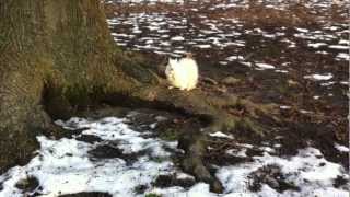The Infamous White Squirrel