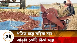 পতিত চরে ফসলের চাষ, আয় আড়াই কোটি টাকা | Kushtia | Samakal News