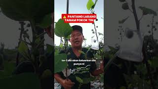 PANTANG LARANG NOMBO 1 POKOK TIN #tips #bajamilagro