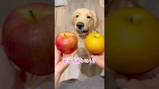 コロッケはりんご派🍎 #dog #goldenretriever #ゴールデンレトリバー仔犬 #ゴールデンレトリバー #子犬 #愛犬 #犬のいる生活