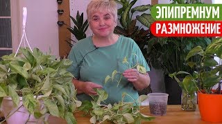 РАЗМНОЖАЮ ЭПИПРЕМНУМ (Сциндапсус) Черенками. Мои цветы. Мой опыт.