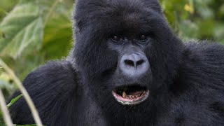 The Mountain Silverback Gorillas of Rwanda