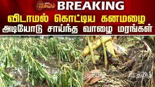 #BREAKING || விடாமல் கொட்டிய கனமழை - அடியோடு சாய்ந்த வாழை மரங்கள் | Nellai | Ambasamudram | Flood