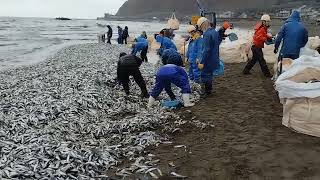 糸魚川　筒石　イワシ打ち上げ①