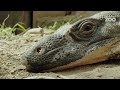 keeper seth feeds the lace monitors