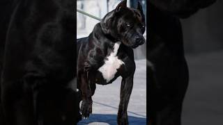 Most dogs price🔥🔥 #pitbull # American Bully Terrier # Dogo argentino # Tibetan Mastiff