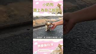 小奶狗為自己找主人，真的是太感動了！#animals #dog #shorts