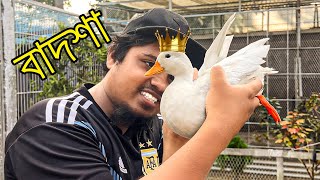 বহুল প্রতীক্ষিত বাদশা হাঁস চলে এসেছে Mini Zoo তে