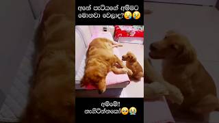 අම්මේ නැගිටින්නකෝ😭|What happened to the baby's mother?#short#sad#dogs#viral#viralvideo#doglovers#uk