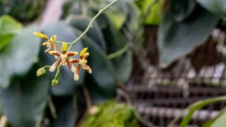 Rare Phalaenopsis You Haven't Seen! Because I also saw him bloom for the first time.