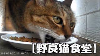 【野良猫食堂】1号店に新しいお客さんが来てくれました。そして、珍客も…