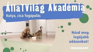 ÁllaTVilág Akadémia - Kutya, cica fogápolás