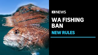 Tough new WA fishing rules to limit recreational season and cut commercial catch | ABC News