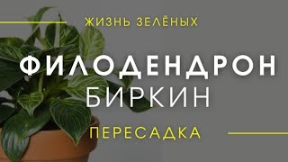 Пересадка Филодендрона Биркин - какой должен быть грунт