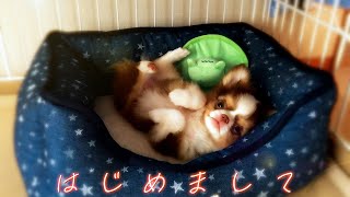 【お迎え】モフモフ★チワワの子犬が また×３やってきた！【初日】／Nice to meet you Chihuahua puppy♂