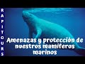 Amenazas y protección de nuestros mamíferos marinos (Rapitours)