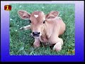 දෙනුන් කෘත්‍රීමව ගැබ් ගැන්වීම artificial insemination in cattle