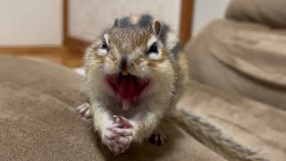 シマリス ロンくんのあくび　Chipmunk Ron Yawning