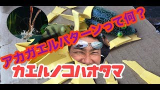 【元祖アカガエルパターン】春はカエルが釣れる理由？？枯れ葉が溜まるエリアには必ずビッグフィッシュが潜んでいる？？マグナム長尾！今日の一押し！ザウルスヒックリジョーマグナム！