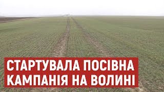 Посівна на Волині: скільки і яких культур вирощують