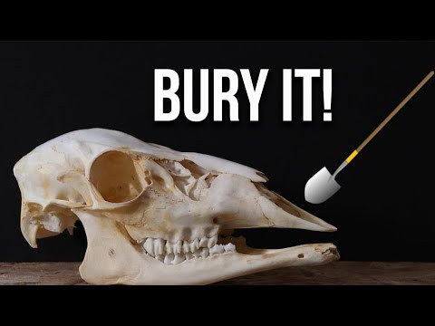 HOW TO CLEAN A SKULL (EASY BURYING METHOD) HOW TO CLEAN A SKULL (EASY BURYING METHOD)