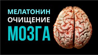 Как мелатонин очищает мозг? Шишковидная железа и ее гормон