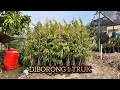 Stok Duri Hitam/Ochee Habis Diborong Sultan Ciamis | Kebun Durian 30 Hektar Lebih