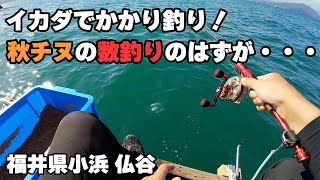 イカダでかかり釣り！秋チヌの数釣りのはずでしたが・・・【福井県小浜 仏谷】