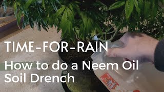 How to do a Neem Oil Soil Drench | IPM against Aphids